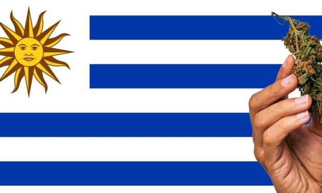 Fakta Menarik Tentang Uruguay Yang Melegalkan Ganja Loh