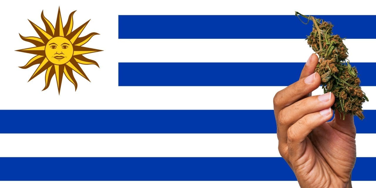 Fakta Menarik Tentang Uruguay Yang Melegalkan Ganja Loh