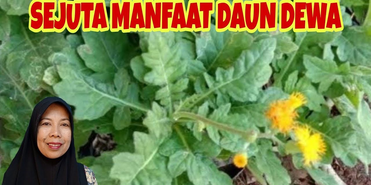 Daun Dewa : Tanaman Herbal Penyambung Nyawa