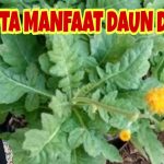 Daun Dewa : Tanaman Herbal Penyambung Nyawa