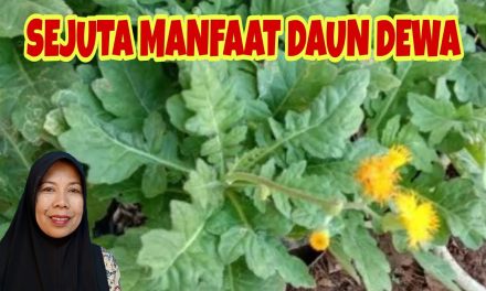Daun Dewa : Tanaman Herbal Penyambung Nyawa