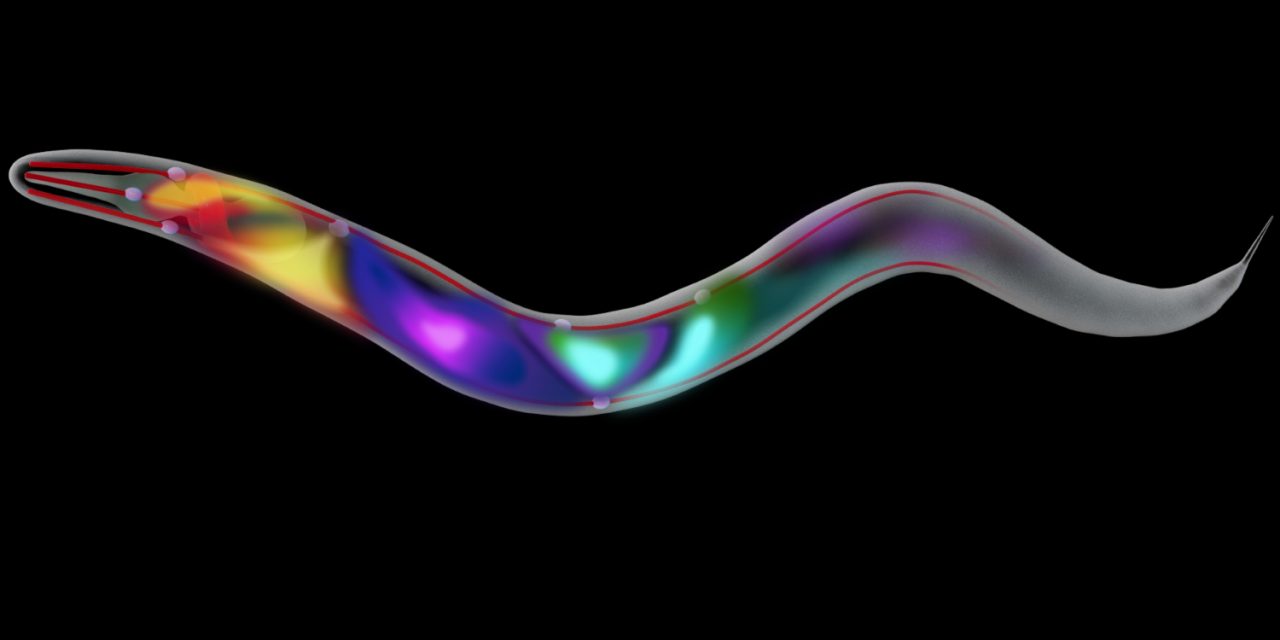 Penelitian Cacing C. Elegans Beri Wawasan Baru Ilmu Kesehatan