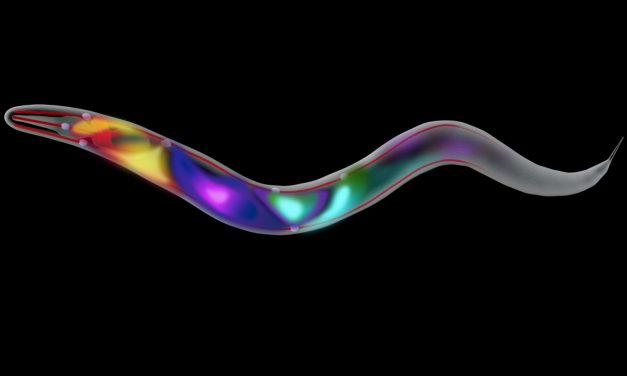 Penelitian Cacing C. Elegans Beri Wawasan Baru Ilmu Kesehatan