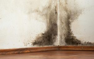 Tips Atasi Ruangan Lembap Dan Berjamur Dengan Arang Aktif