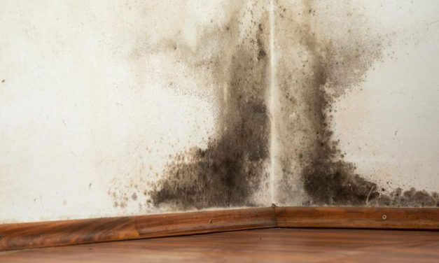 Tips Atasi Ruangan Lembap Dan Berjamur Dengan Arang Aktif