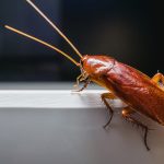 Kecoak Bisa Hidup Tanpa Kepala Selama Berhari-hari